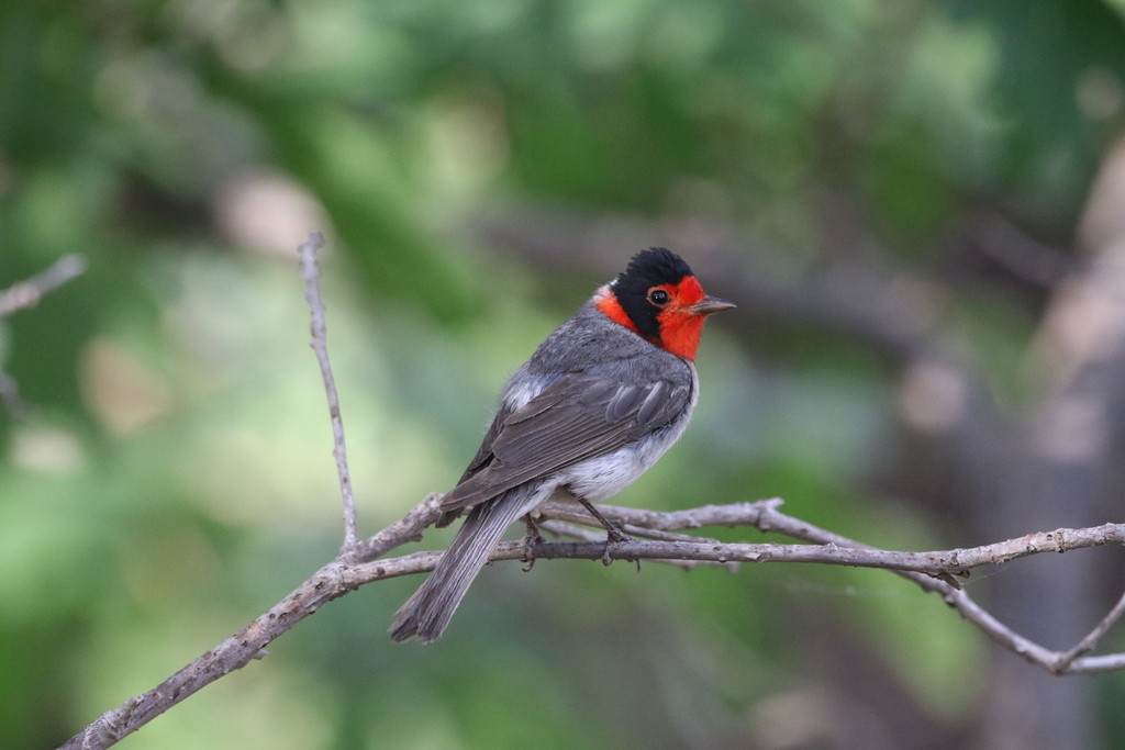 image Red-faced Warbler